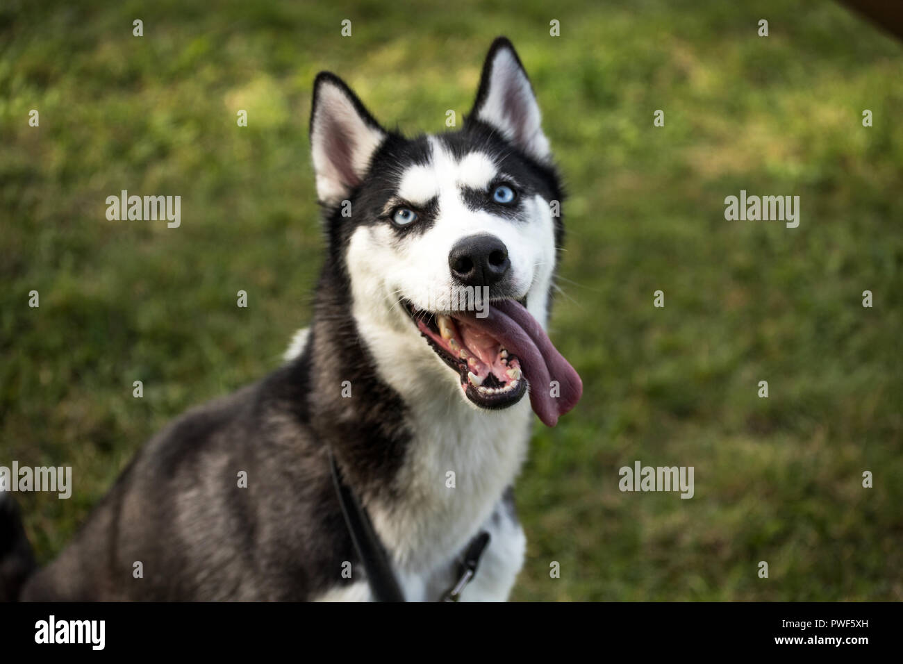 Chien husky de Sibérie Banque D'Images