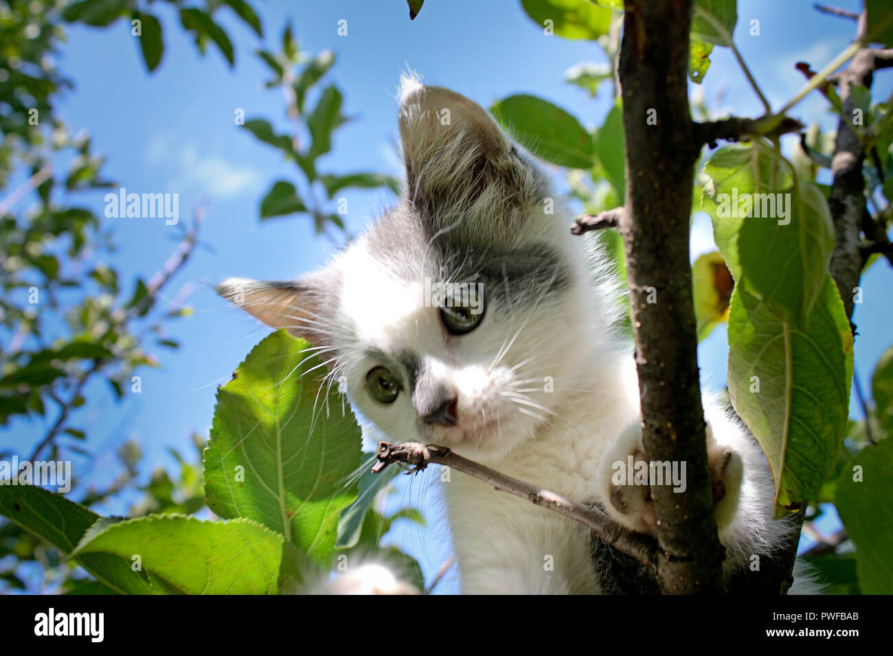 Petit chaton blanc avec des taches gris monté sur un arbre dans le jardin. Banque D'Images