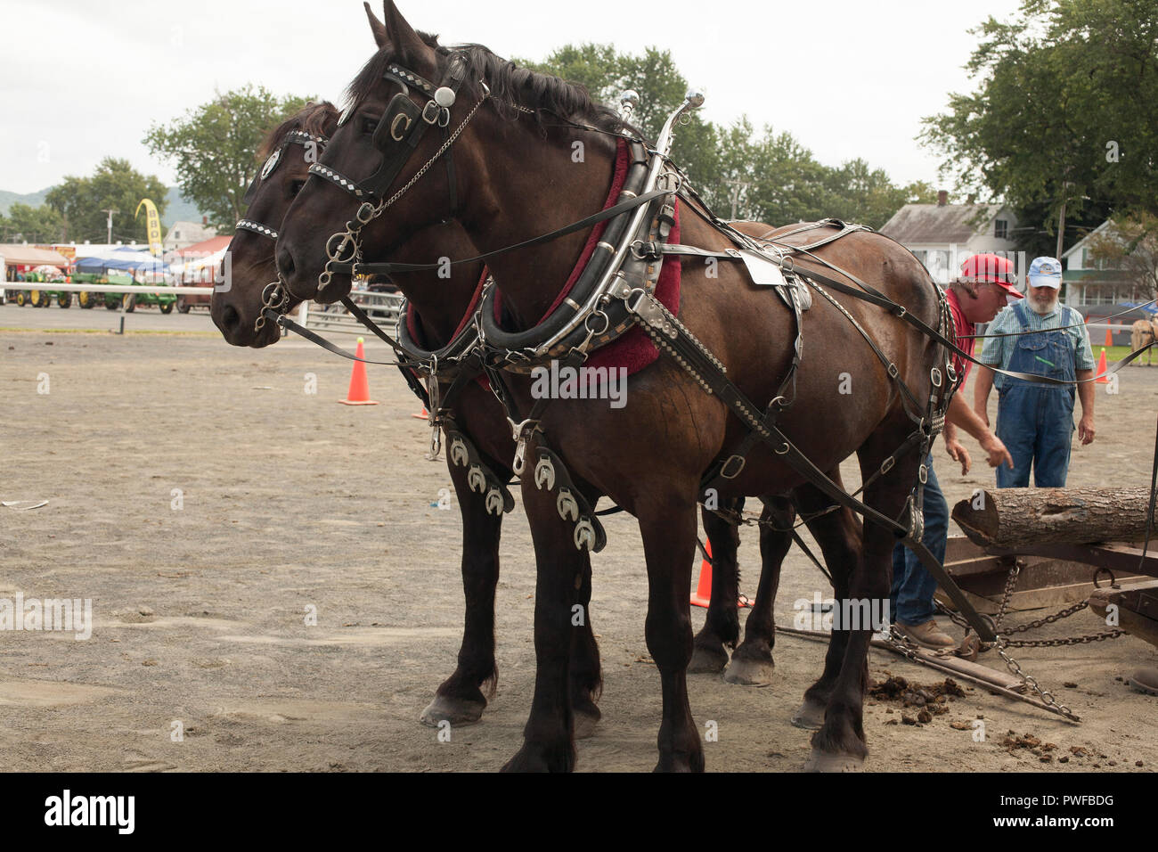 Chevaux au County Fair Banque D'Images