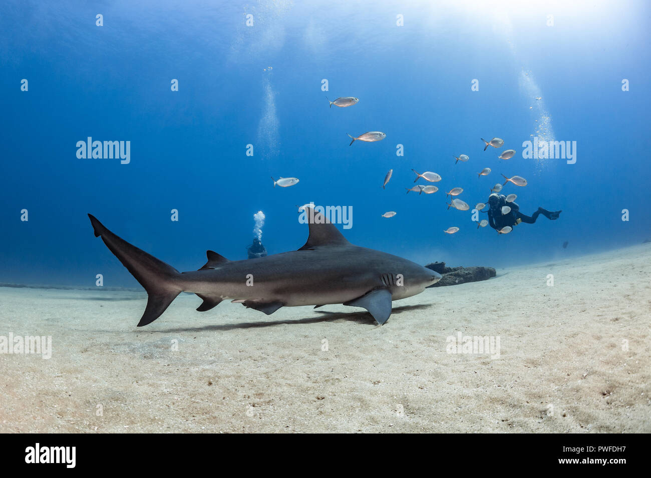 Bull Shark (Carcharhinus leucas) au Parc National de Cabo Pulmo, Baja California Sur, Mexique Banque D'Images