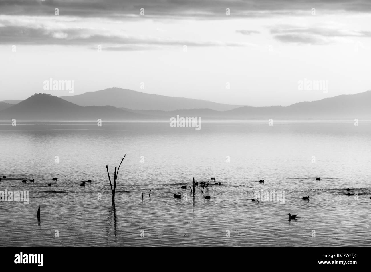 Belle vue sur un lac avec des oiseaux sur l'eau. Banque D'Images