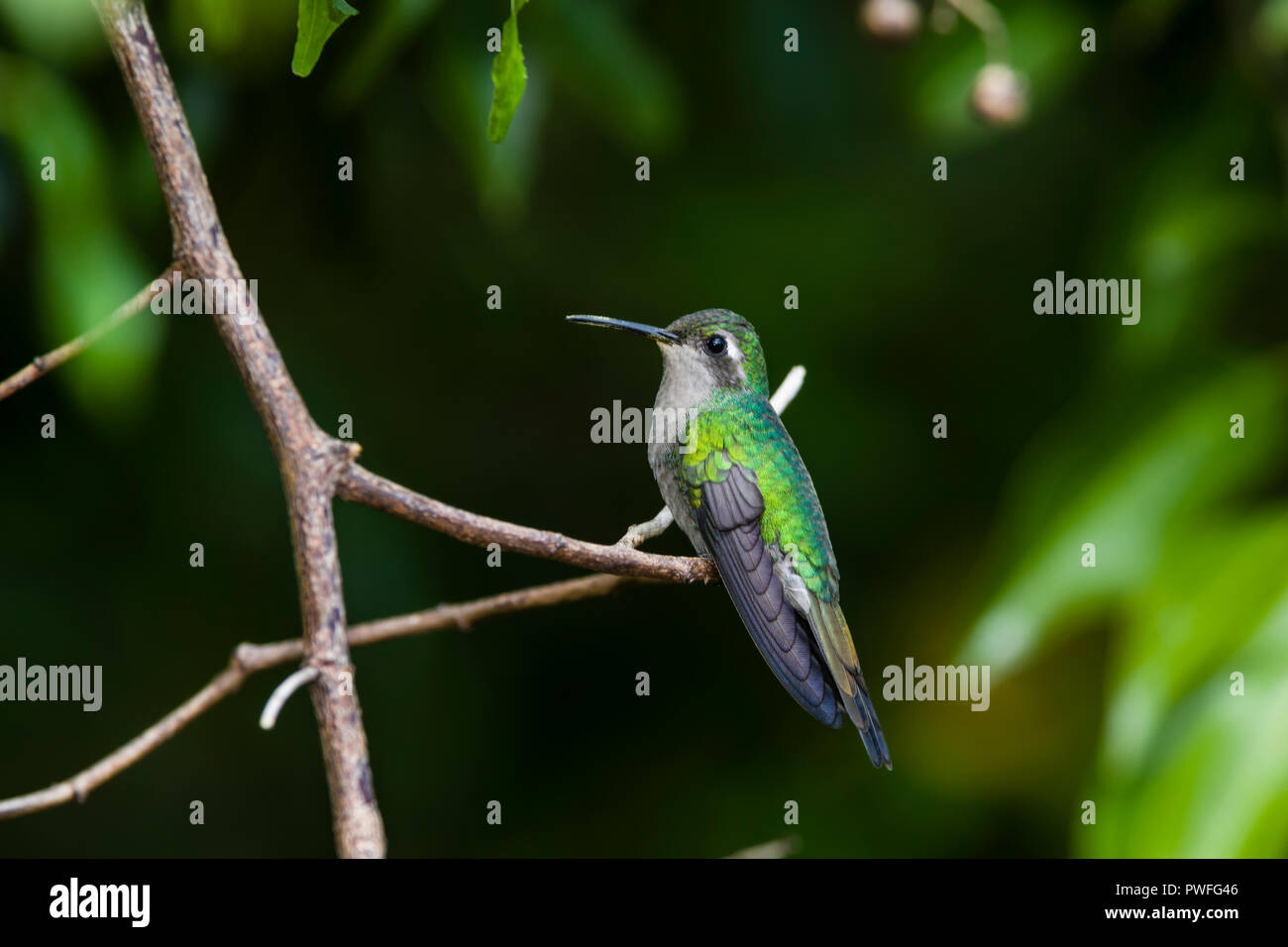 Une émeraude cubain (Chlorostilbon ricordii) femmes hummingbird, perché, montrant sur son projet de loi de nectar (Cuba). Banque D'Images