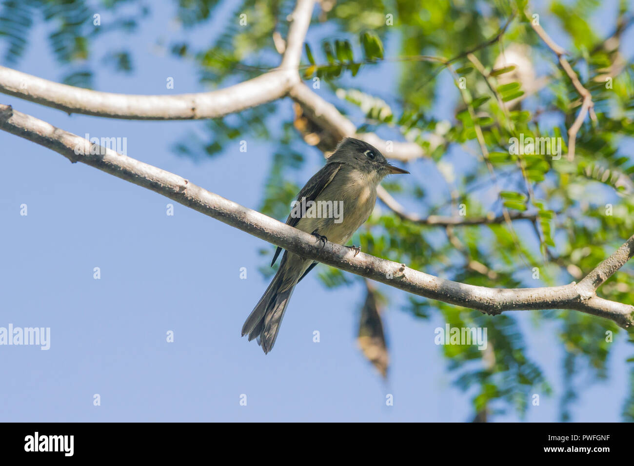 Une espèce endémique (Contopus caribaeus Cuban Pewee) perché sur une branche. La Turba, Cuba Banque D'Images