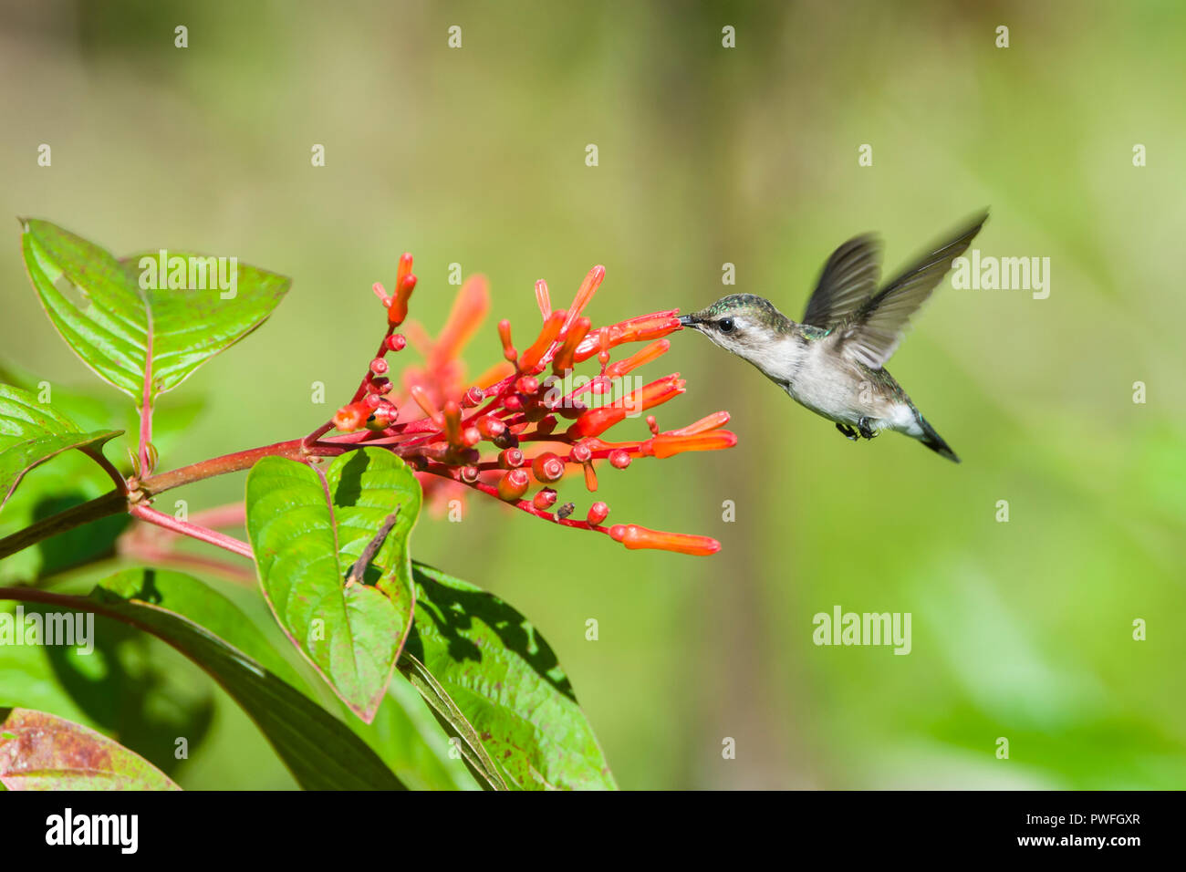 Une espèce endémique Colibri d'femelle (Mellisuga helenae) en vol, visitant les fleurs de l'arbre (Firebush Hamelia patens). Cuba. Banque D'Images