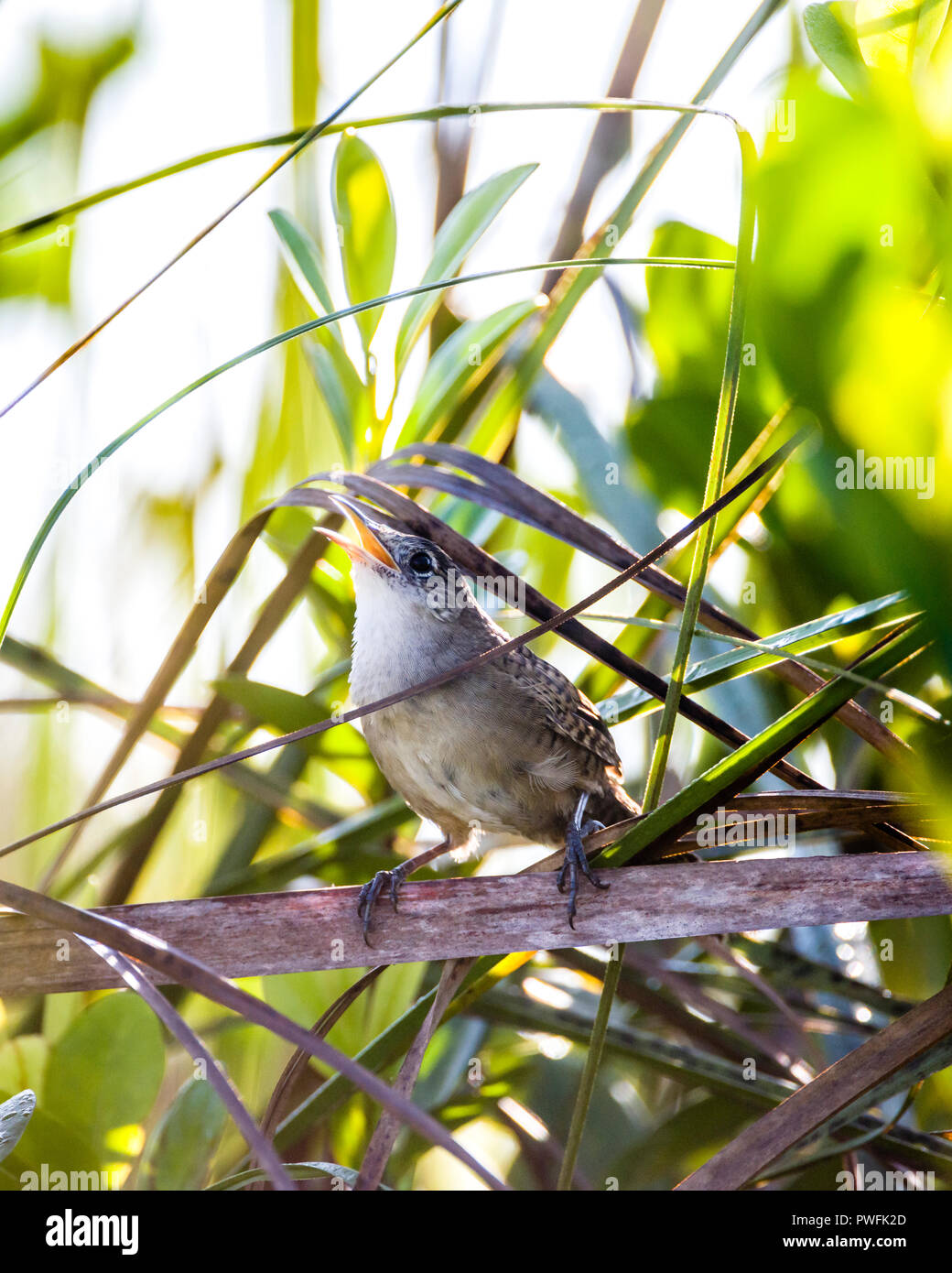 Un très en danger, endémiques (Ferminia cerverai Zapata Wren) au chant, au cœur de l'Hôtel Zapata Swamp, près de Santo Tomás. Cuba. Banque D'Images