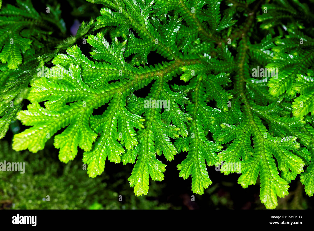 Selaginella martensii, l'hémérocalle spikemoss ou Martens, le spike, MOSS est une lycophyte Selaginellaceae dans la famille. Banque D'Images