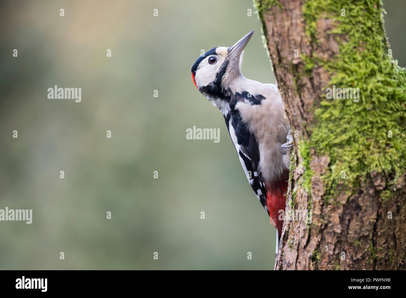 Great Spotted Woodpecker (Dendrocopos major) mâle Banque D'Images