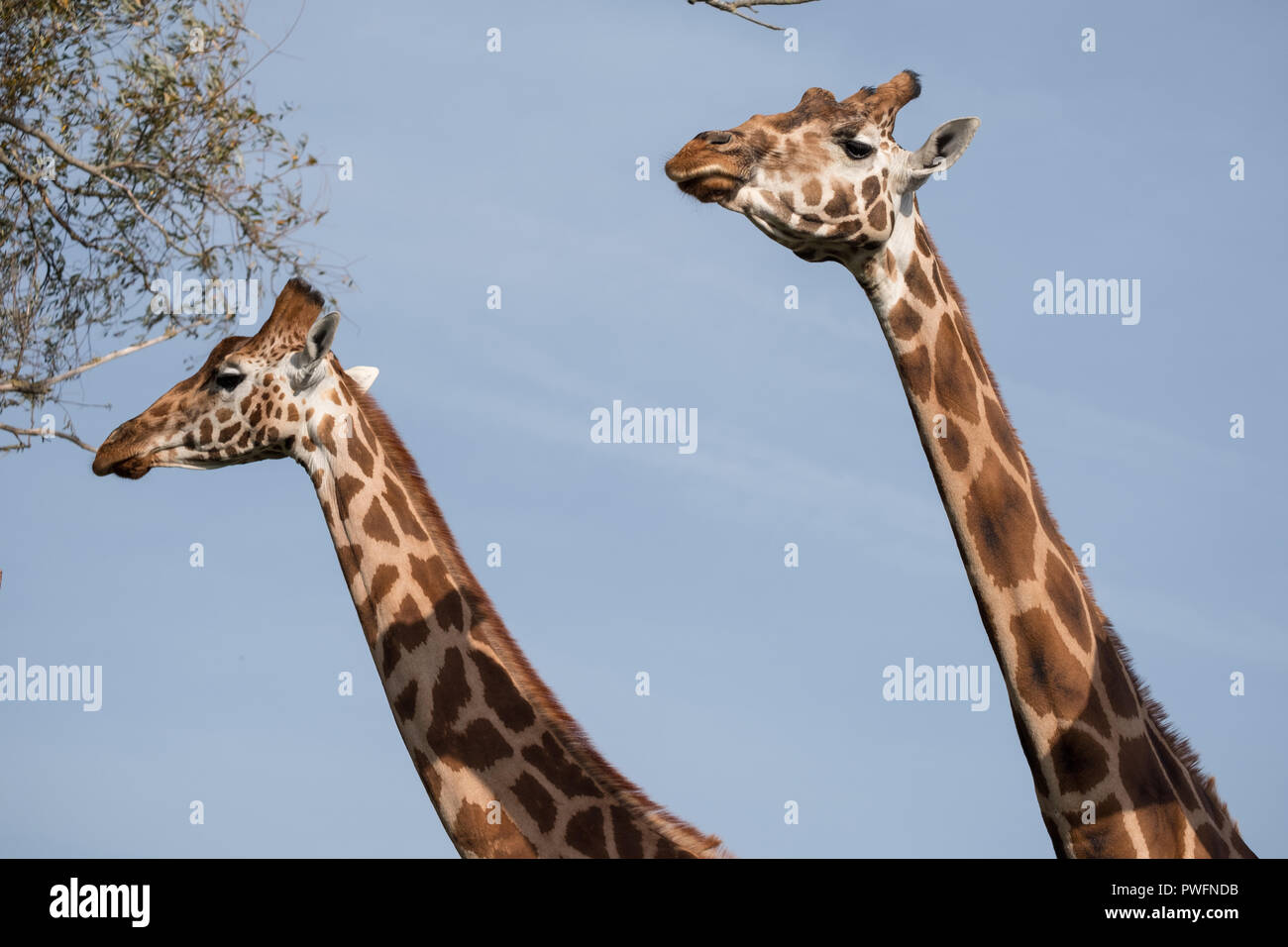 Cinq Girafes Banque d'image et photos Alamy