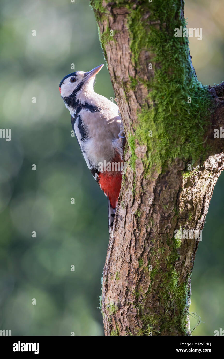 Great Spotted Woodpecker (Dendrocopos major) mâle Banque D'Images