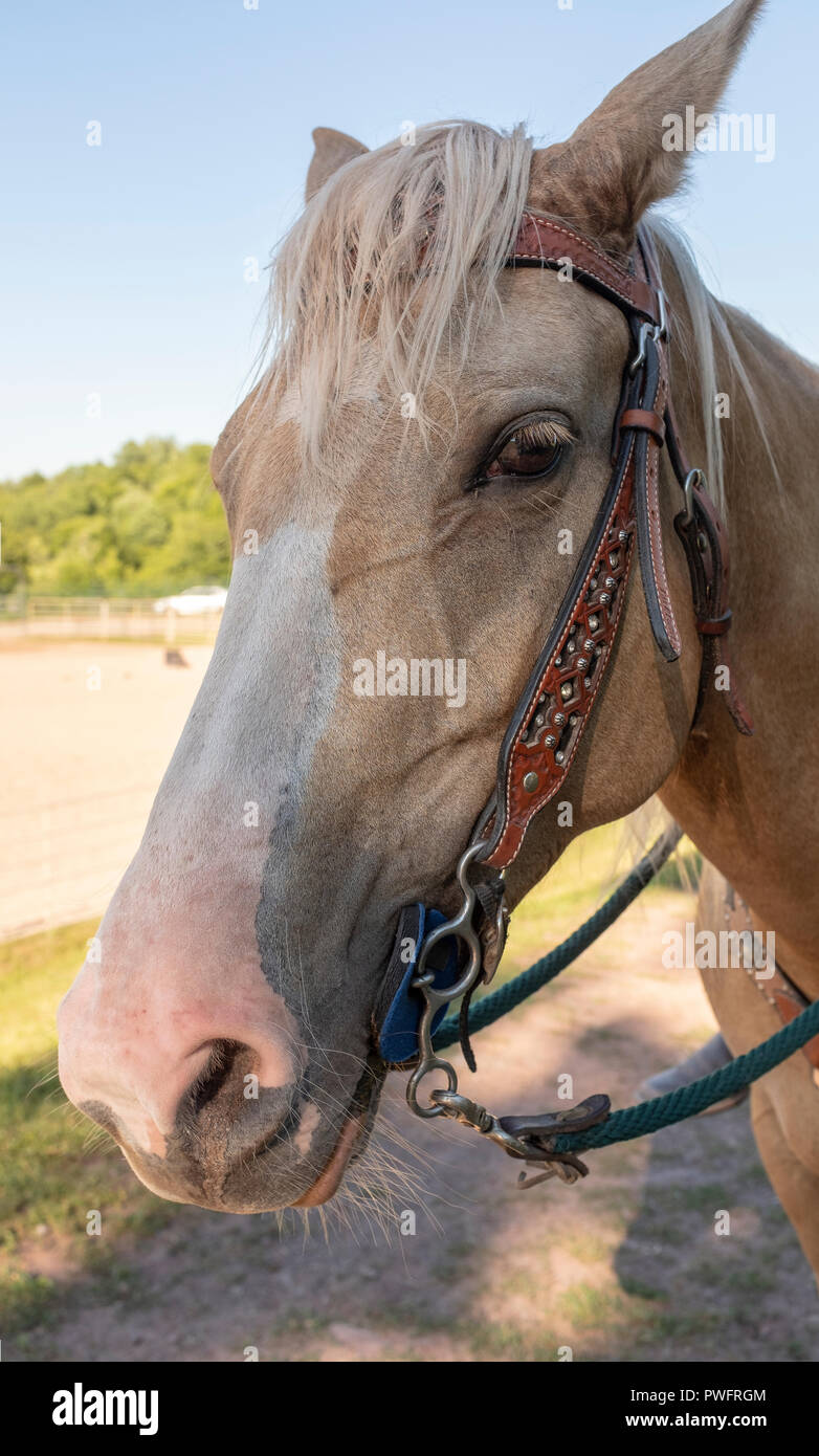 tête de cheval Banque D'Images