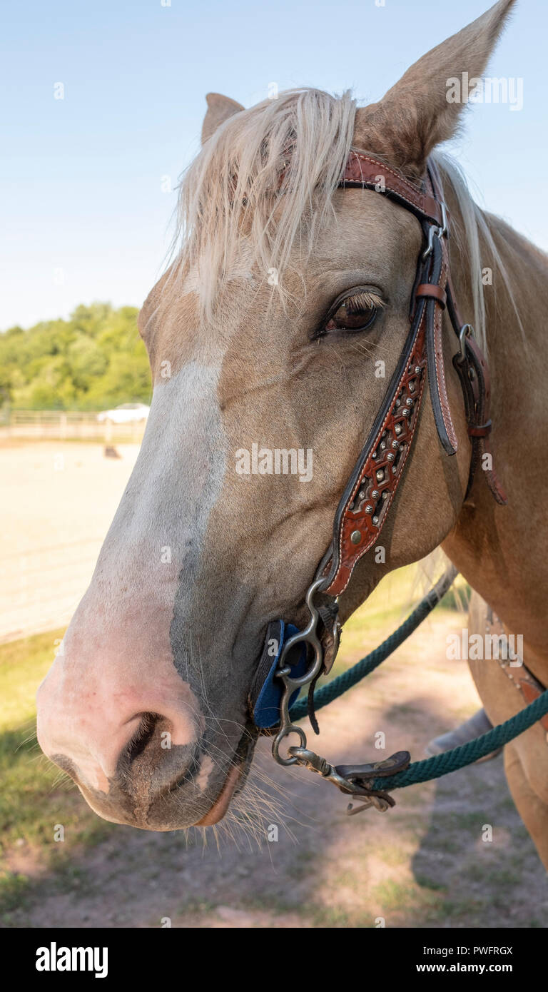 tête de cheval Banque D'Images