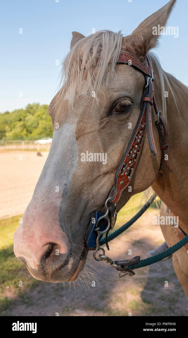 tête de cheval Banque D'Images