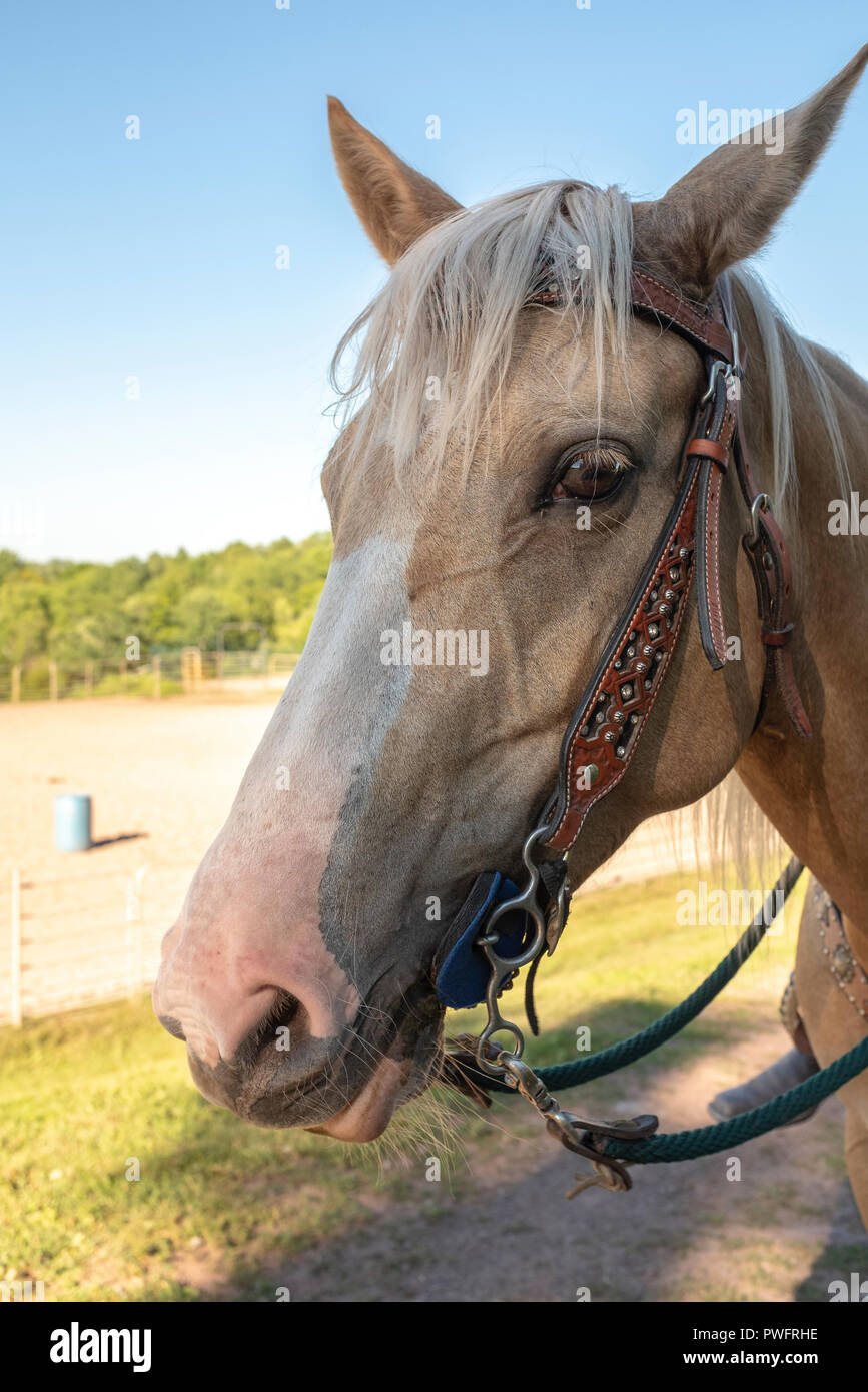 tête de cheval Banque D'Images