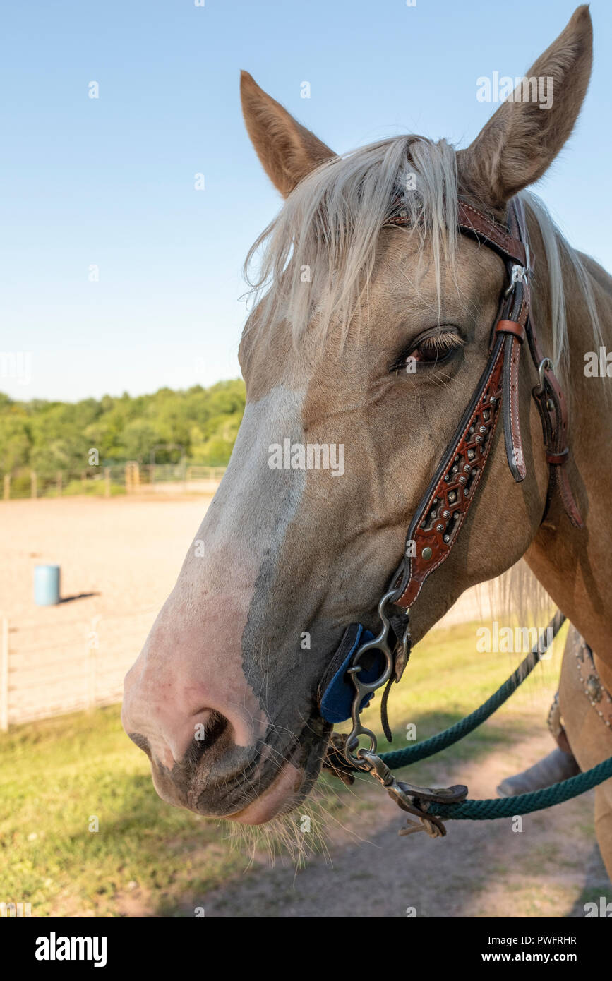 tête de cheval Banque D'Images
