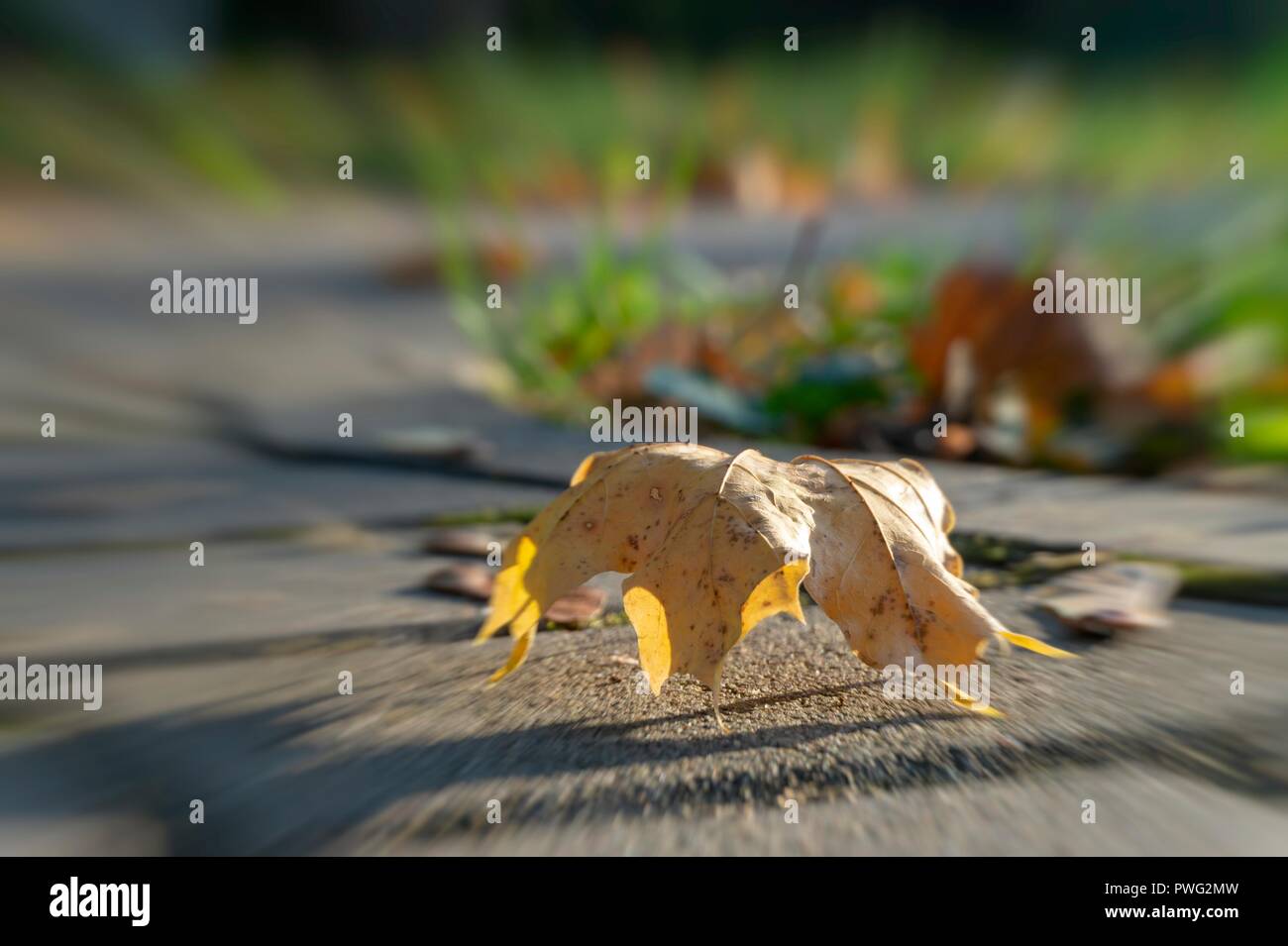 animation de chute de feuilles