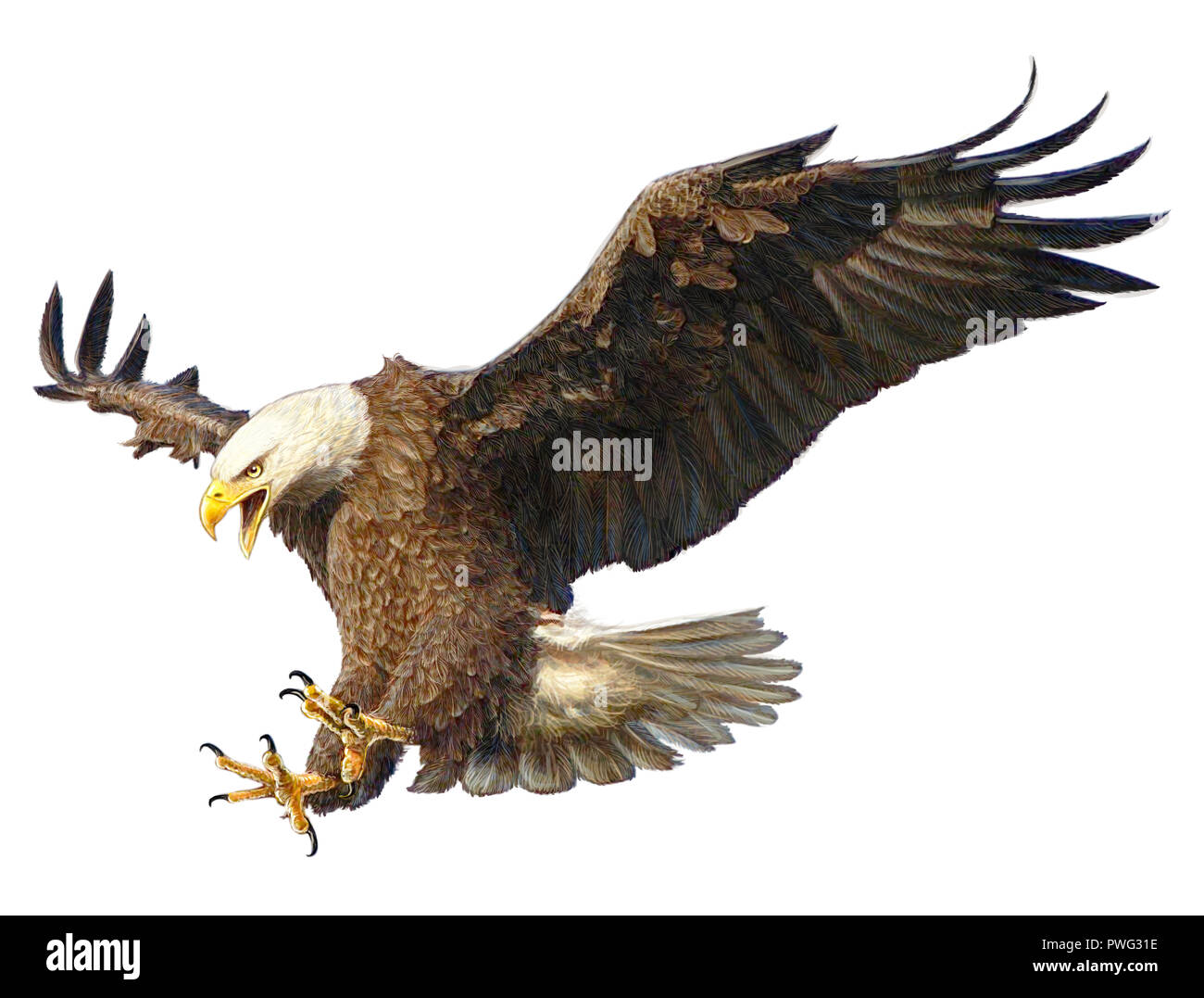 Bald Eagle fly landing part dessiner sur fond blanc illustration. Banque D'Images