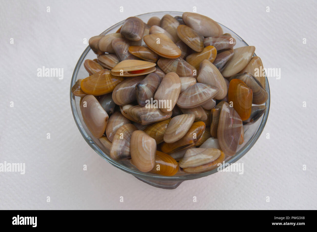 Les petites moules multicolores sur la plaque de verre, isolé Banque D'Images