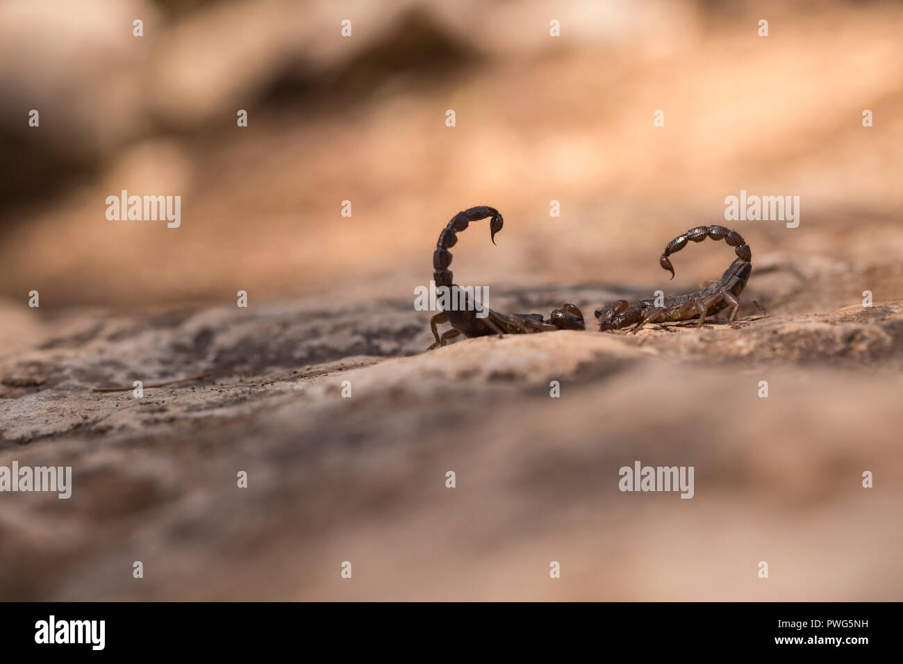 Scorpion noir israélien (Scorpio maurus fuscus) AKA Scorpion d'or israélien sur une dune de sable photographiés en Israël en août de l'été Banque D'Images