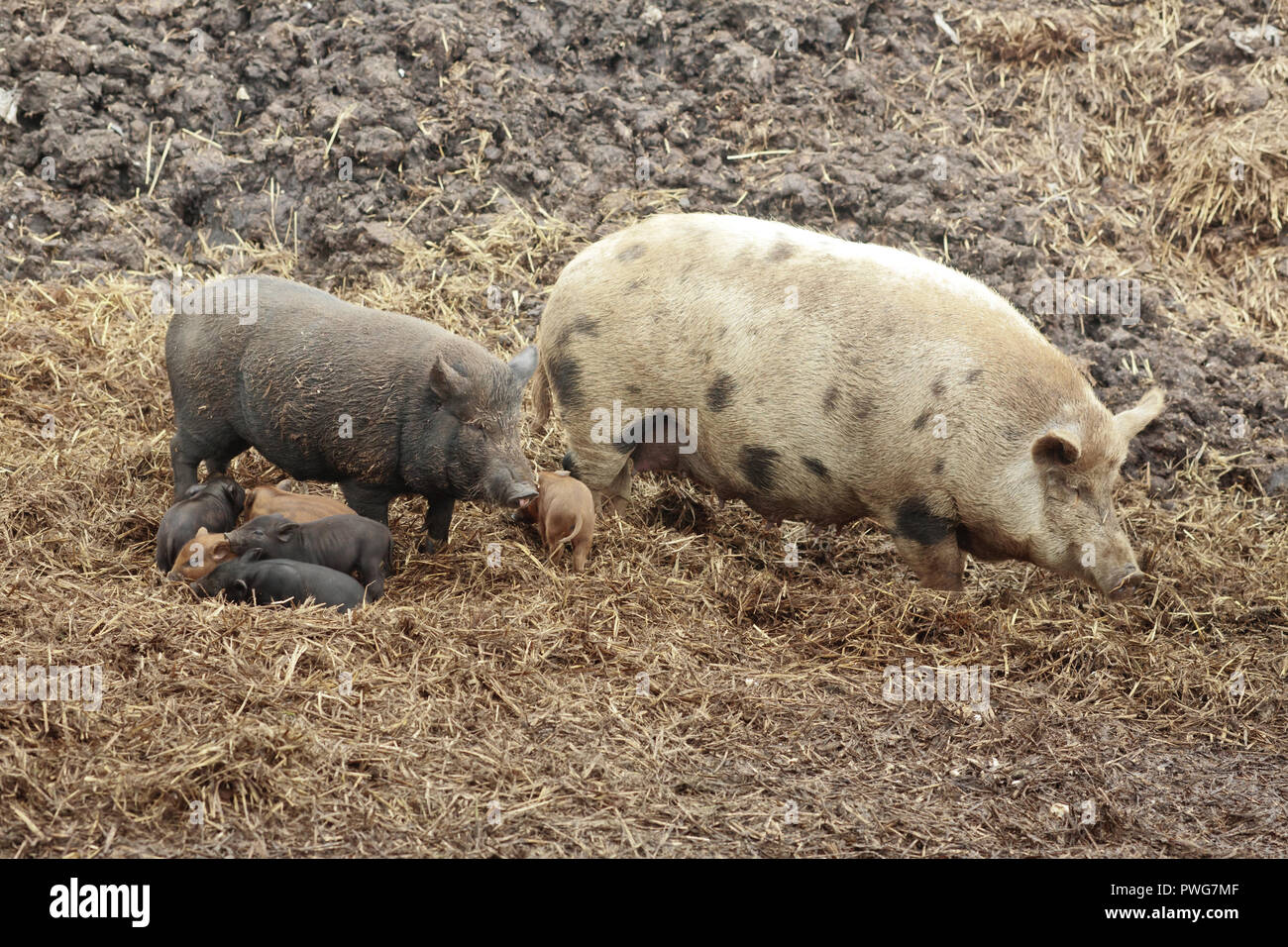 Famille patchwork des porcs dans la nature et quelques porcelets Banque D'Images