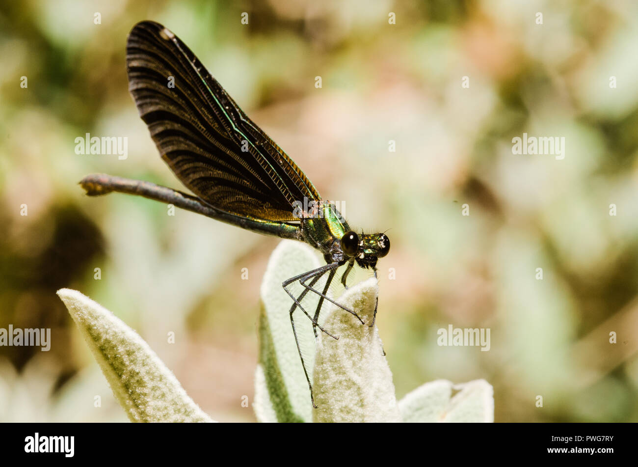 Photographie libellule, noir jaune vert bleu et rouge libellule, Close up fond clair et plantes bokeh Banque D'Images
