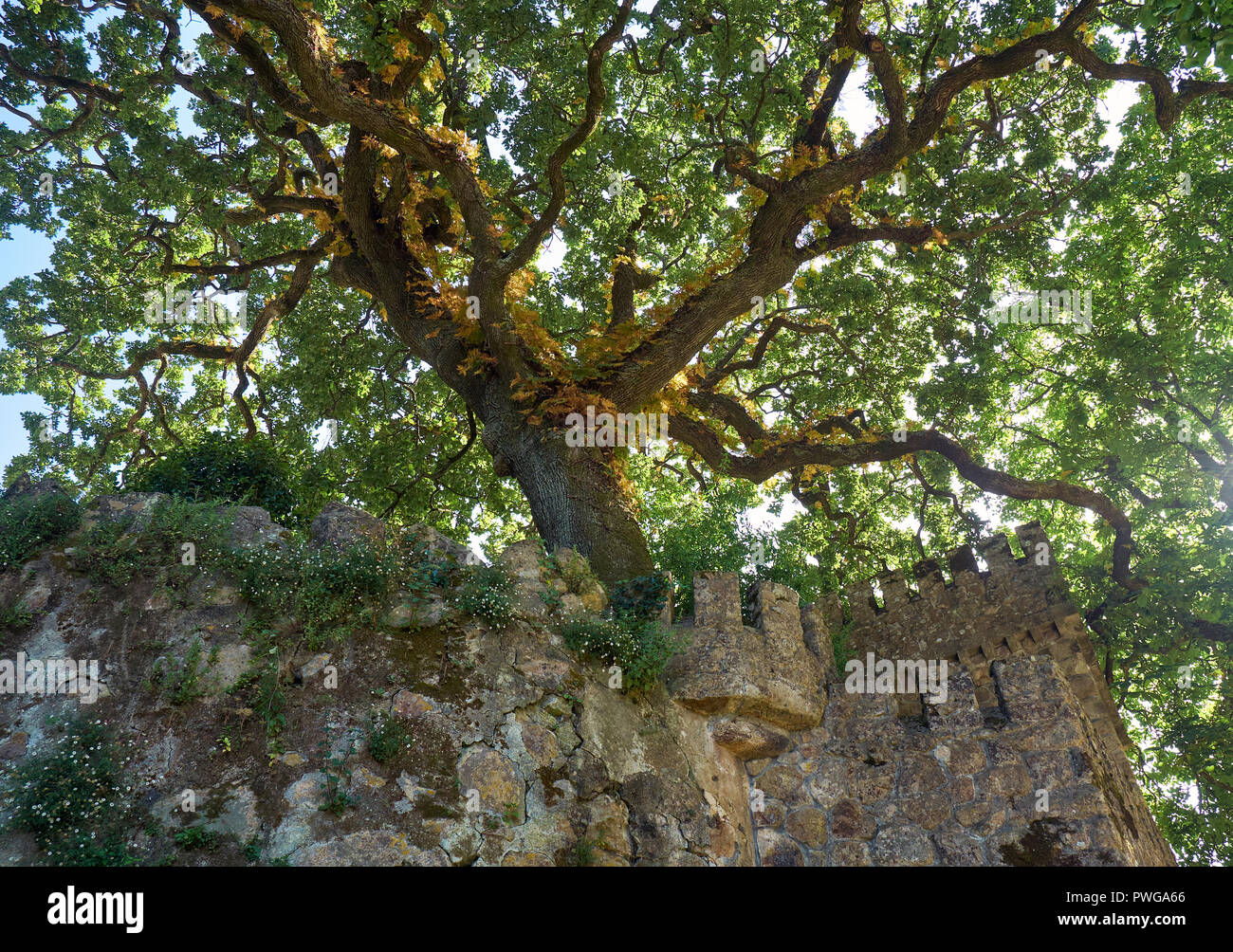 Le chêne-liège s'accroit avec la forteresse ruines dans le domaine de la Regaleira. .Sintra Portugal Banque D'Images