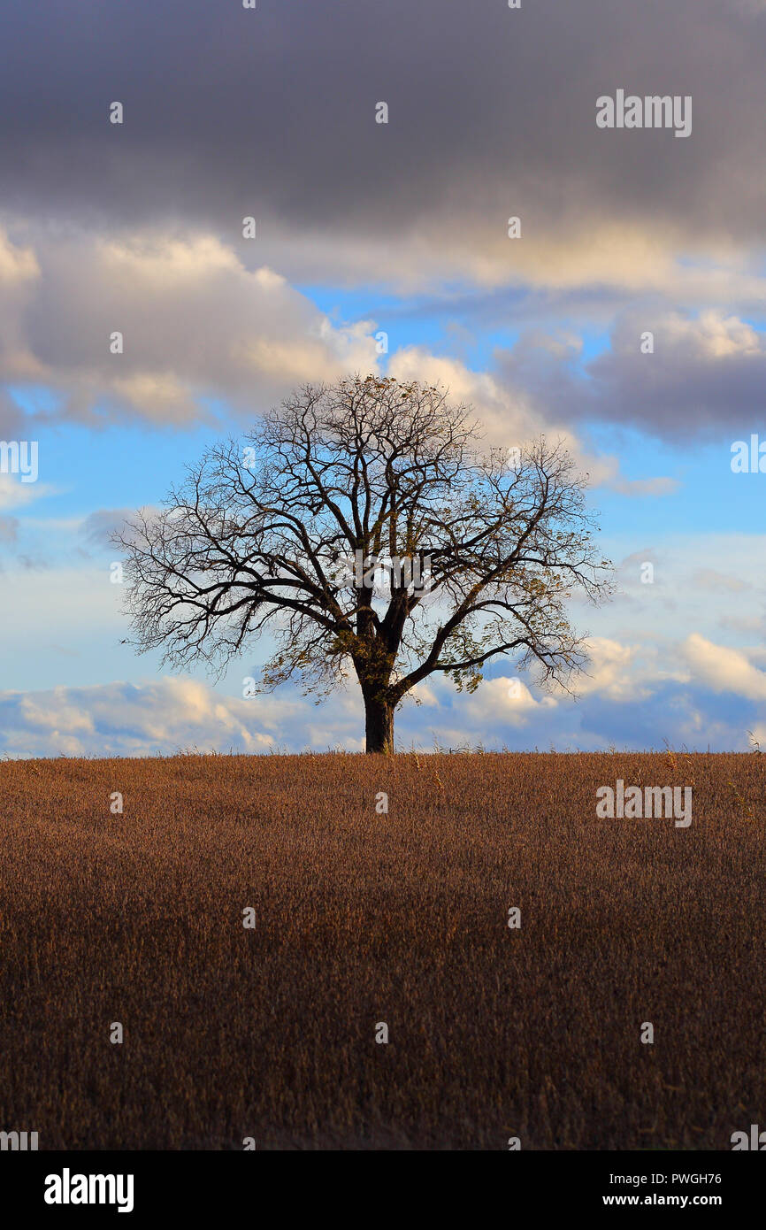 Arbre solitaire dans un champ avec des nuages dans le ciel. Photo prise en octobre 2018 près de Reesor's Farm Market à Markham, Toronto, CA. Banque D'Images