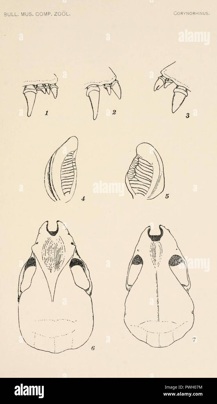 Bulletin du Museum of Comparative Zoology de Harvard College Banque D'Images