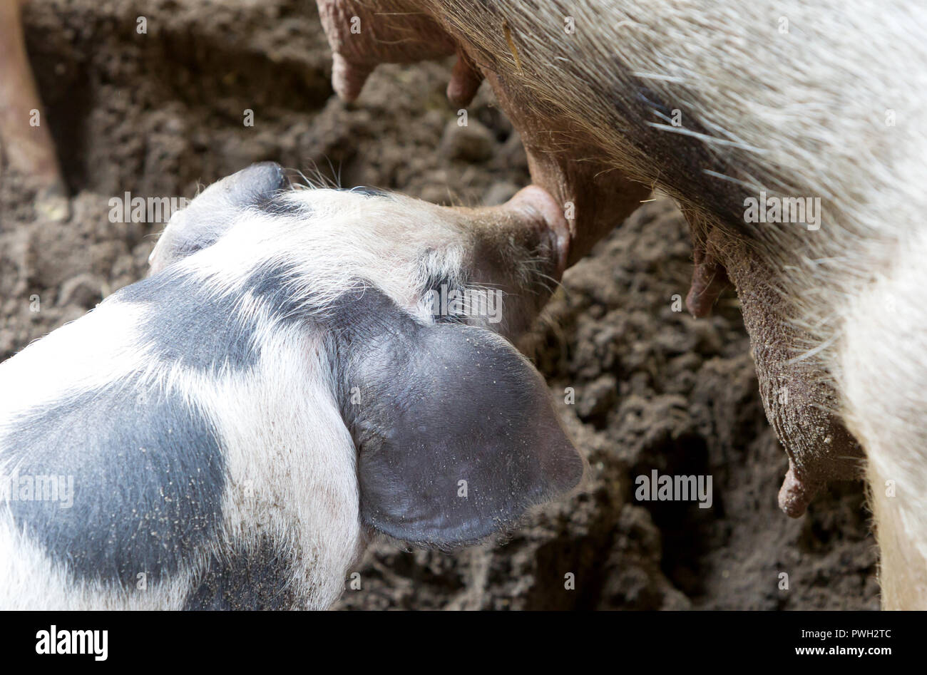 L'alimentation des porcelets - Selective focus - big croissant en mangeant beaucoup Banque D'Images