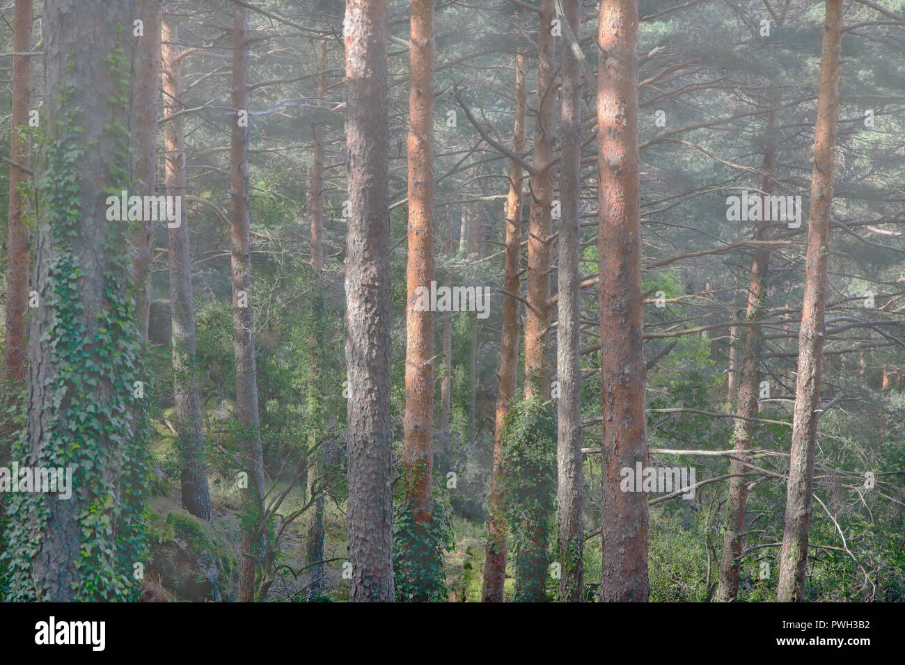 Au fond d'une forêt brumeuse. Au nord du Portugal. Banque D'Images