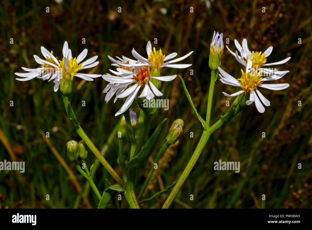 Aster tripolium aster (mer) est une herbacée vivace de courte durée ou légèrement broutés broutés des marais salants. Elle a un climat tempéré distribution eurasiatique. Banque D'Images