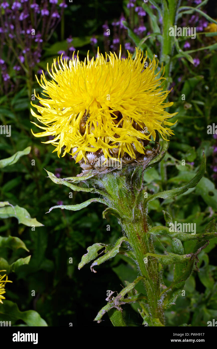 Centaurea macrocephala centaurée à grosse tête () est originaire de la région du Caucase où elle pousse dans les prés de montagne. Aujourd'hui largement utilisé comme plante ornementale. Banque D'Images