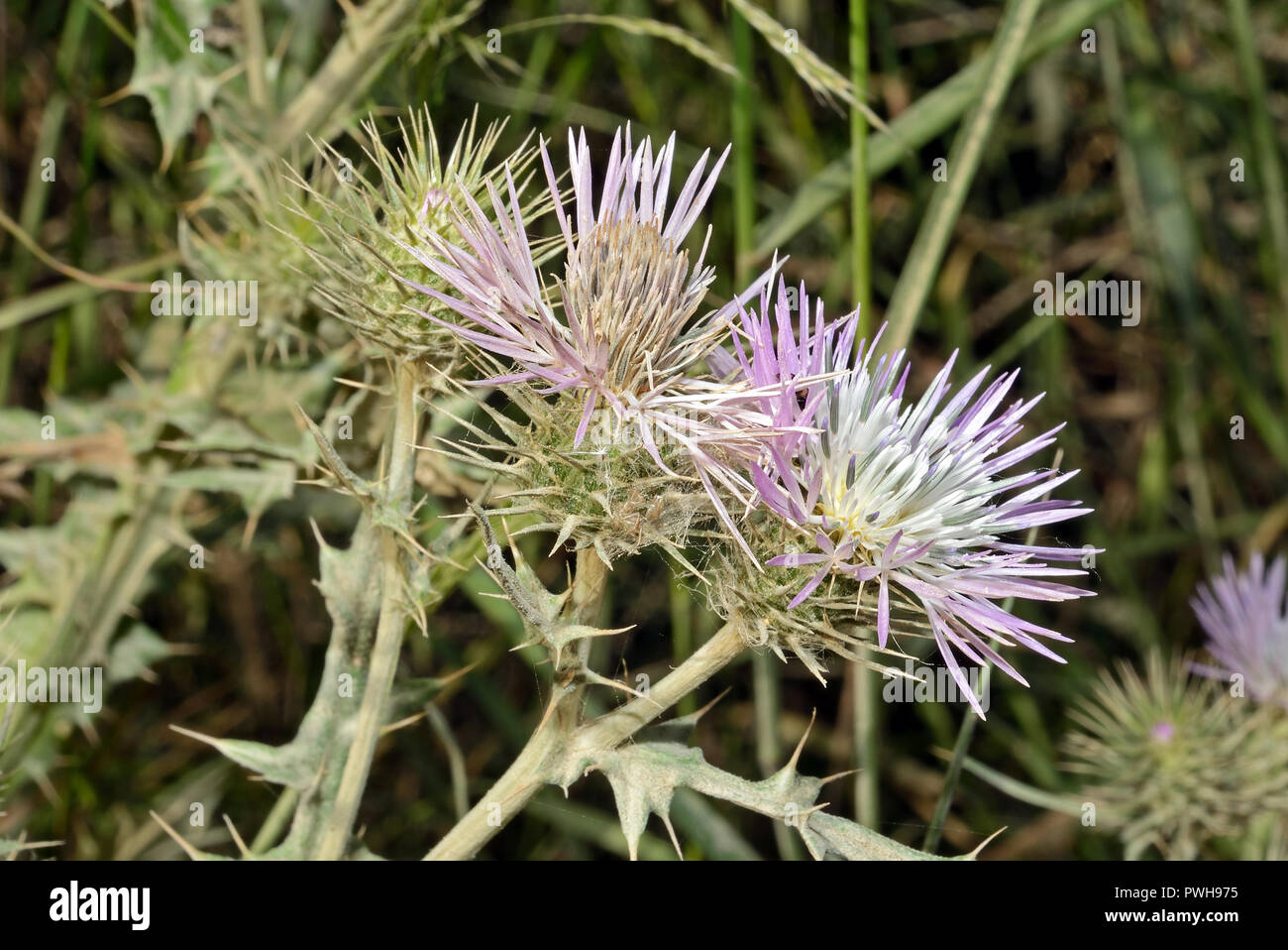 Galactites tomentosa (chardon pourpre) est une herbe bisannuelle habituellement trouvés sur les pâturages ou la toundra. Il est originaire de pays méditerranéens. Banque D'Images