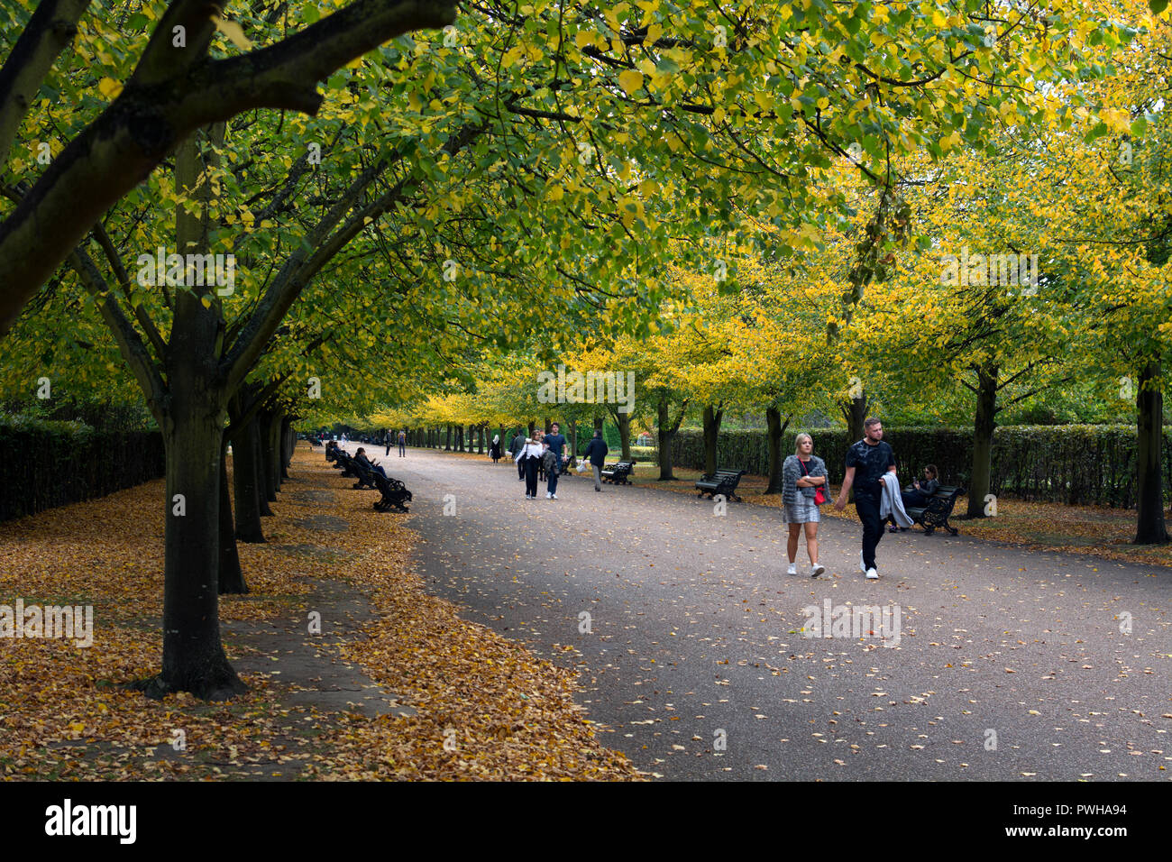 Un chemin bordé d'arbres en automne, Regents Park, London, UK Banque D'Images