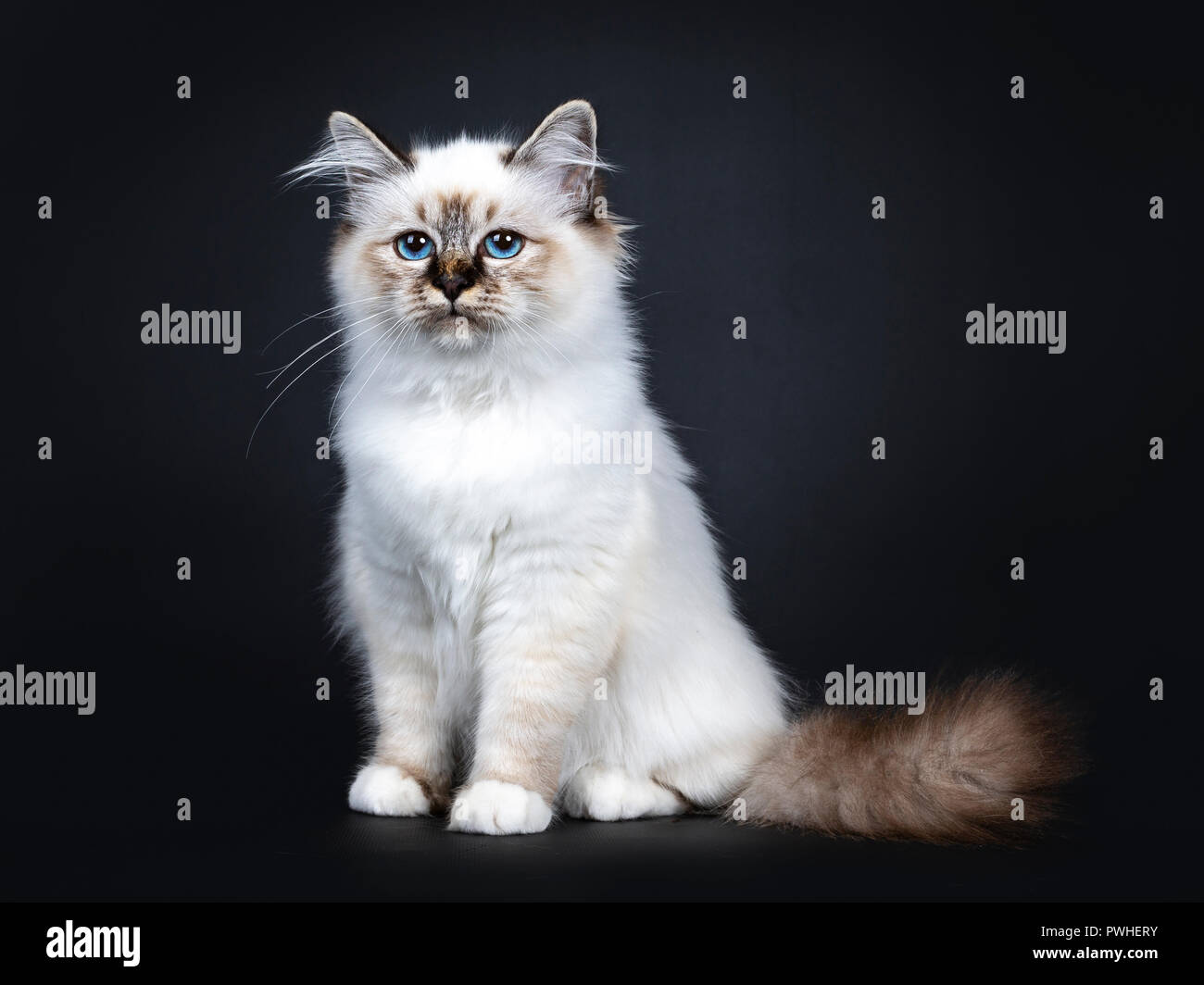 Sacr De Birmanie Blue Tabby