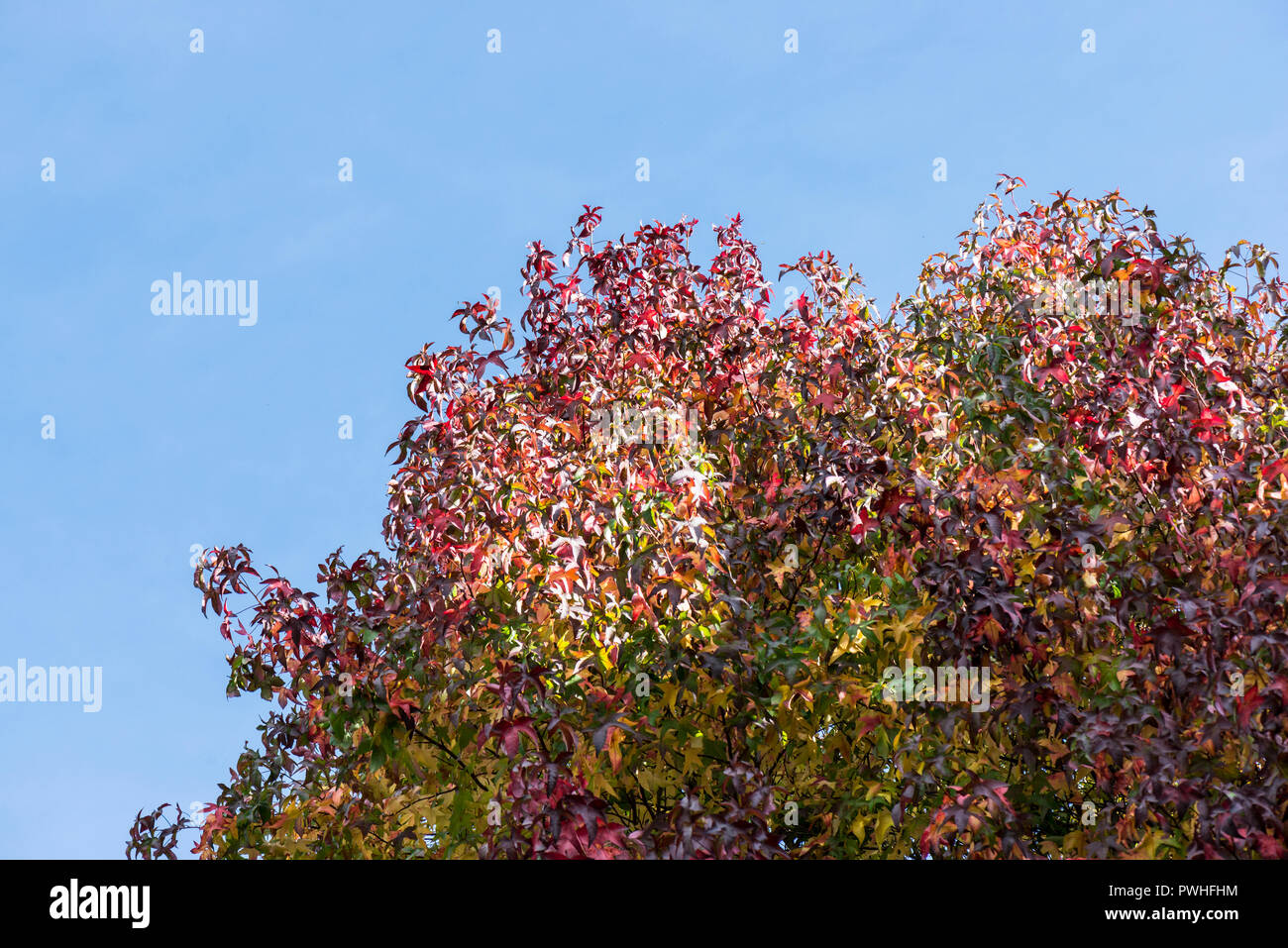 Un arbre en automne liquidambar (Liquidambar styraciflua) Banque D'Images