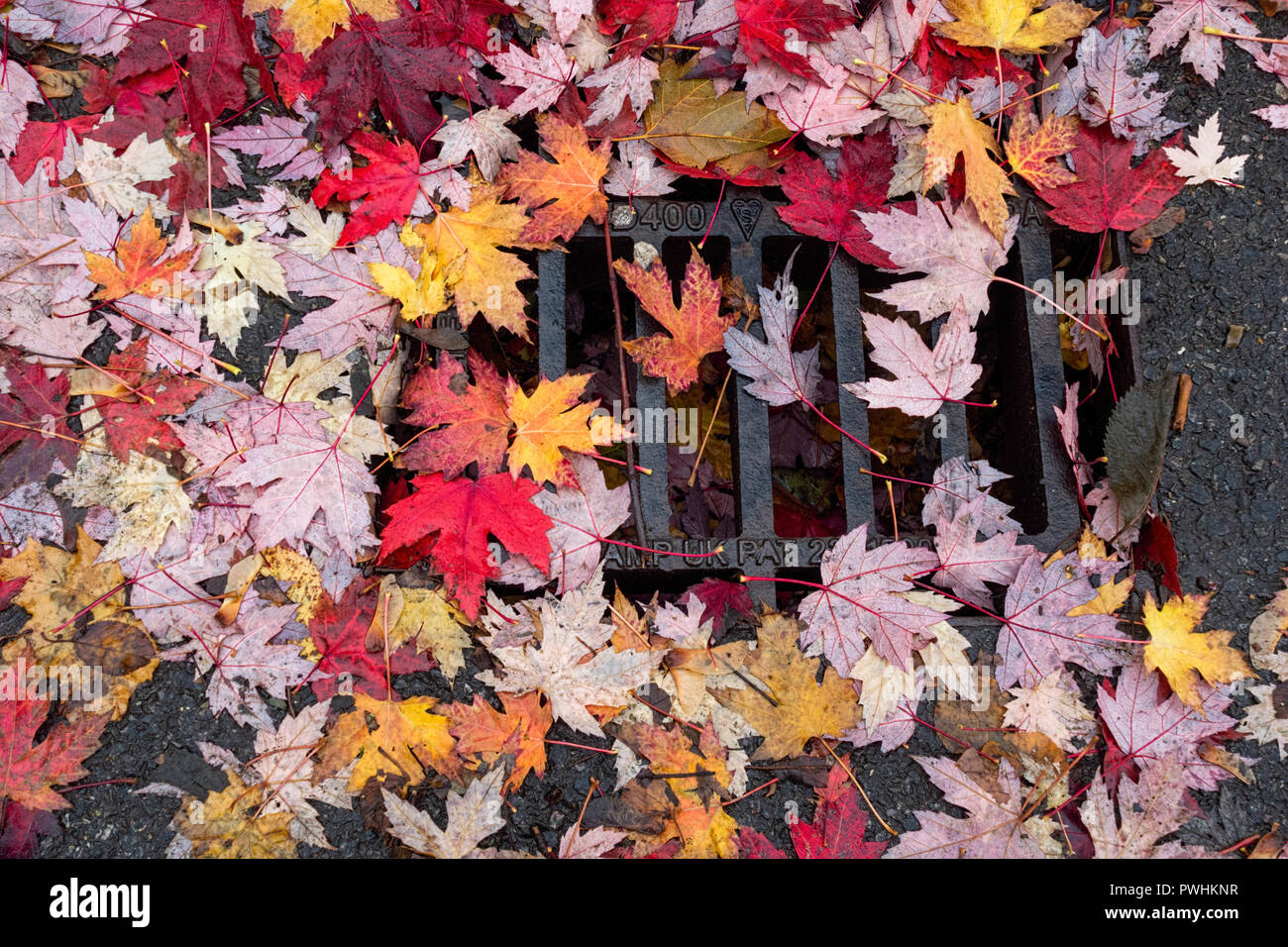 Automne feuilles acer bloquait partiellement vidanger Banque D'Images