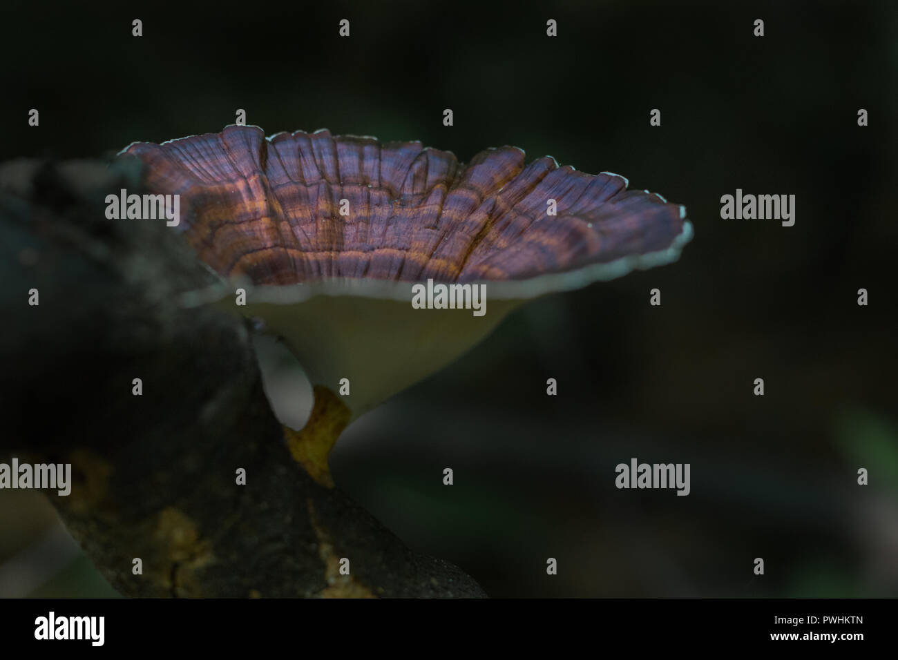 Champignon violet Banque de photographies et d’images à haute résolution Alamy