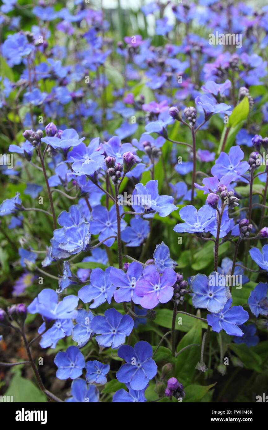 Fleurs d'Omphalodes cappadocica 'Cherry Ingram" dans un jardin anglais au printemps, UK Banque D'Images