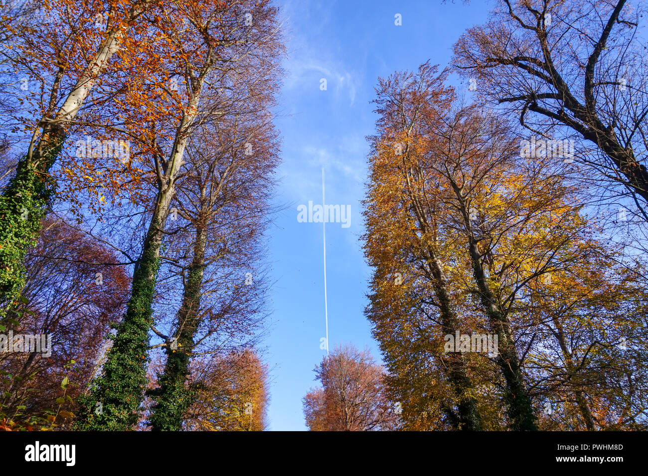 Jetstream d'un avion entre les arbres en automne Banque D'Images