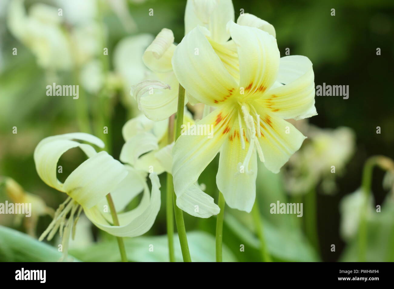 L'Erythronium californicum 'White Beauty, grandissant dans l'ombre d'un jardin anglais Banque D'Images