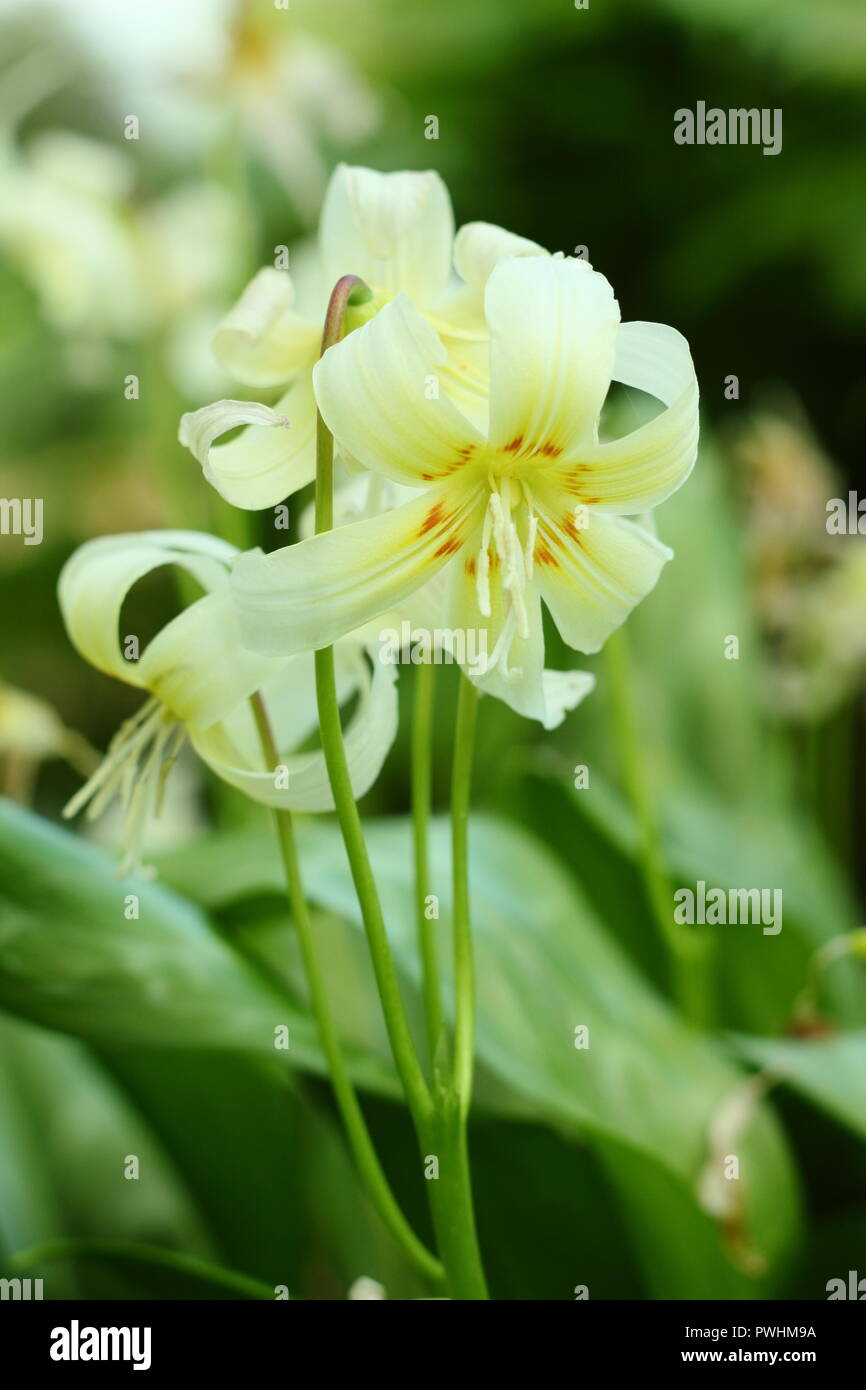 L'Erythronium californicum 'White Beauty, grandissant dans l'ombre d'un jardin anglais Banque D'Images