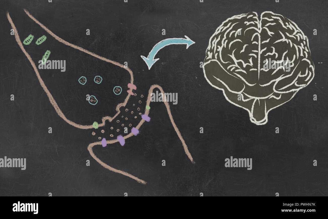 Une fente synaptique avec illustration de neurotransmetteurs et un cerveau sur un tableau noir Banque D'Images