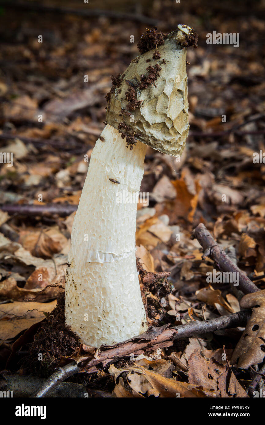Phallus impudicus champignons sauvages (Common Phalle impudique) se développe entre les litières de feuilles. Connu pour sa forme phallique et la puanteur de chair en putréfaction. Banque D'Images