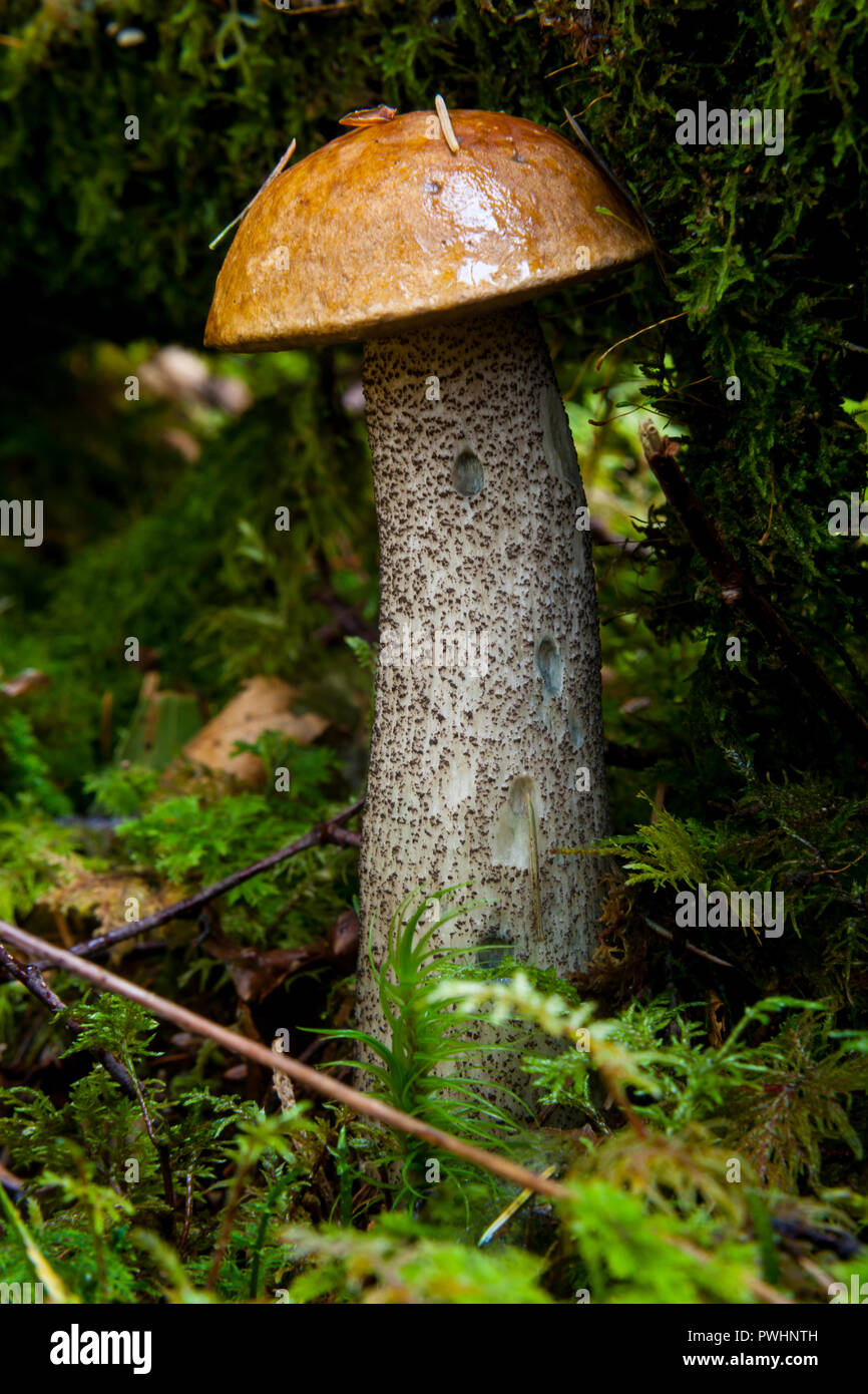 Le Leccinum versipelle Banque D'Images