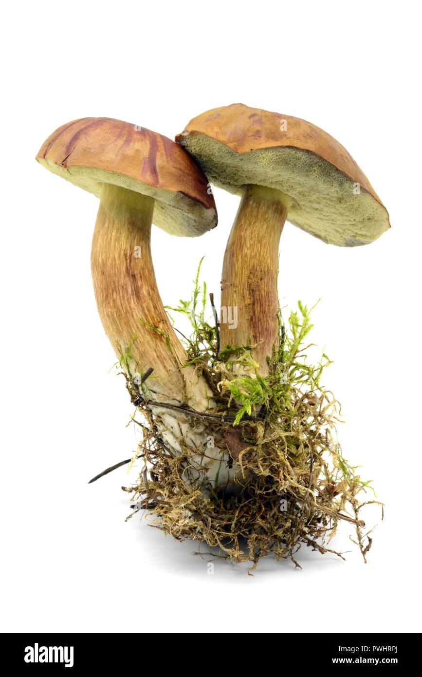 Baie comestible bolet (Imleria badia) mushroom isolées sur fond blanc. Banque D'Images