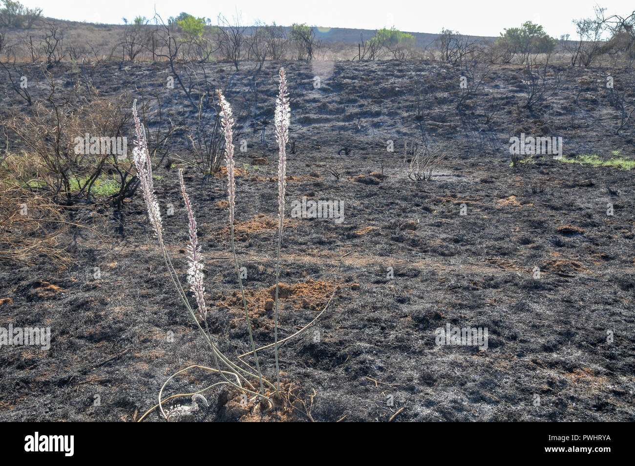 La repousse est forêt après l'incendie de la dévastation. Photographié en Israël près de la frontière de Gaza Banque D'Images