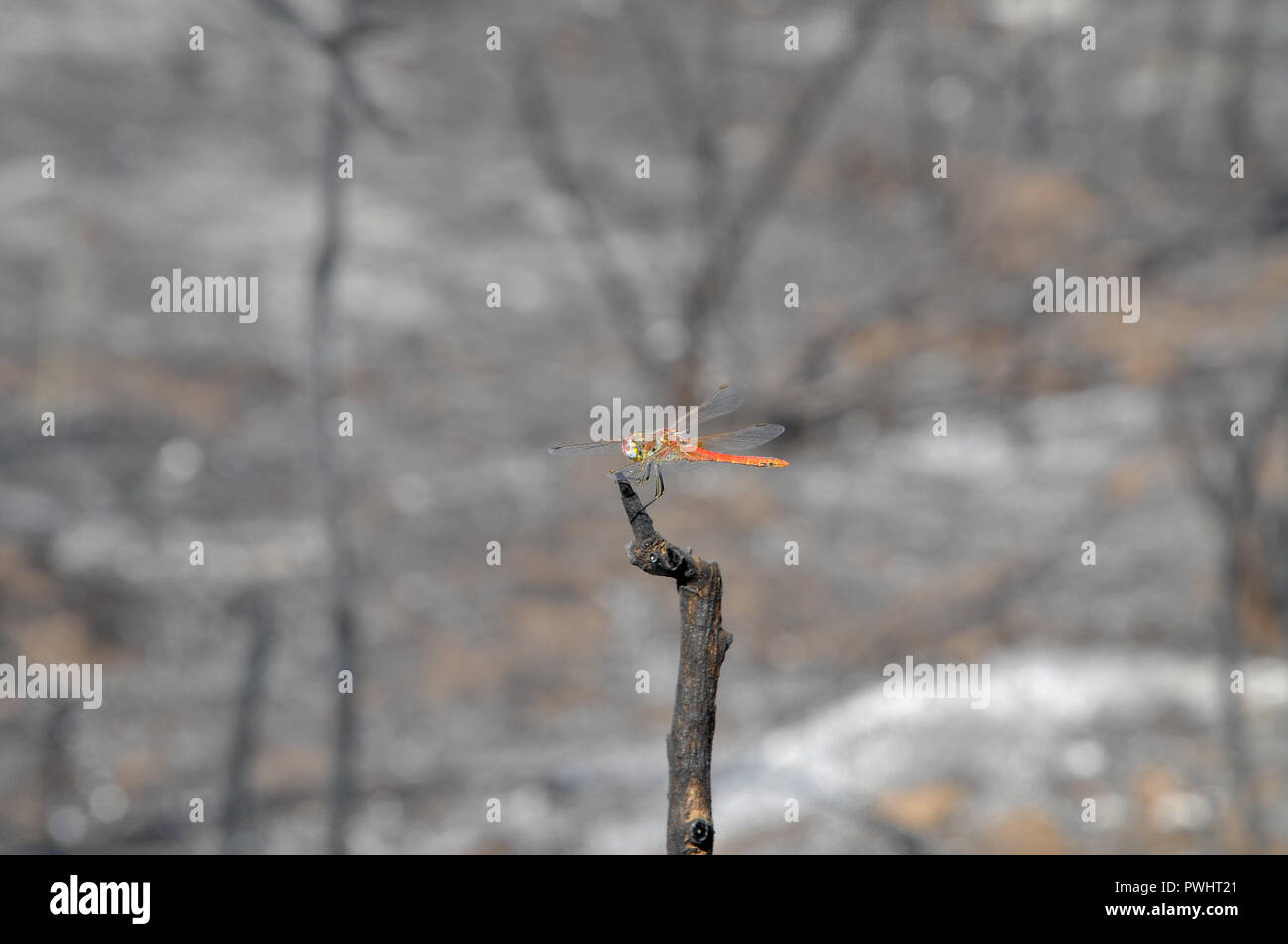 Un seul, sur une libellule orange branche brûlée après un feu de forêt Banque D'Images