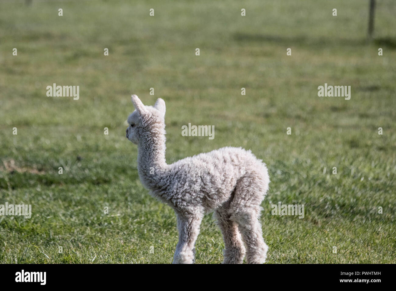 Animal Baby And Silly Banque D Image Et Photos Alamy