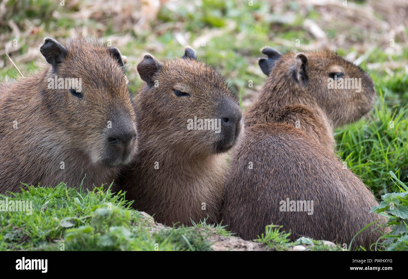 Capybara, gros rongeurs d'Amérique du Sud. Photographié à Port Lympne  Safari Park près de Ashford Kent UK Photo Stock - Alamy