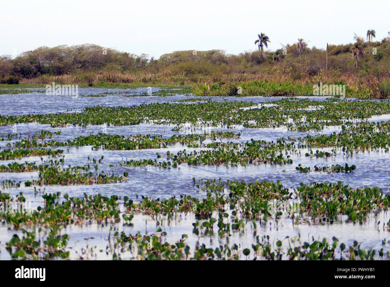 Les zones humides, prises à partir de la Esteros del Iberá (Argentine). Banque D'Images